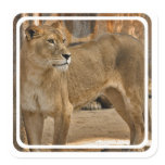 Lady Lioness Sticker