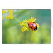 lady on top (Front Horizontal)