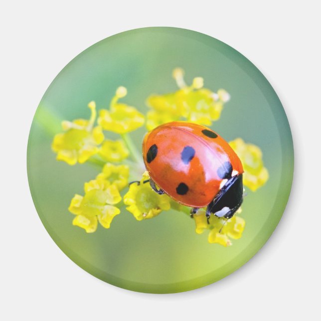 lady on top magnet (Front)