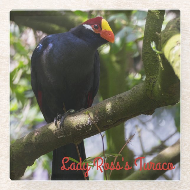 Lady Ross's Turaco Glass Coaster (Front)