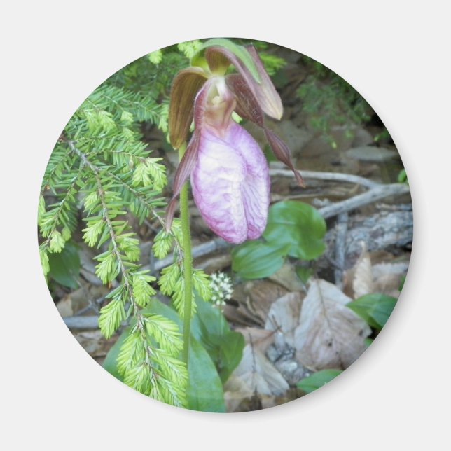 Lady Slipper 2 Magnet (Front)