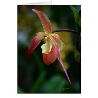 Lady Slipper and Orchids Cards