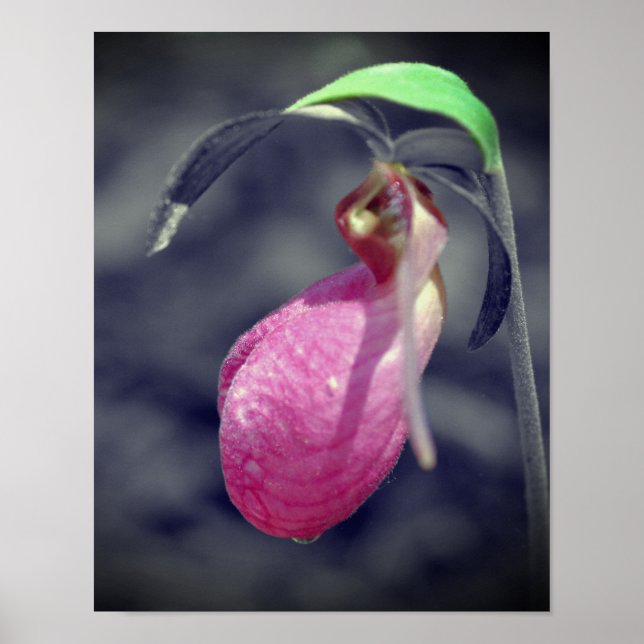 Lady Slipper Flower Black And White Partial Color  Poster (Front)