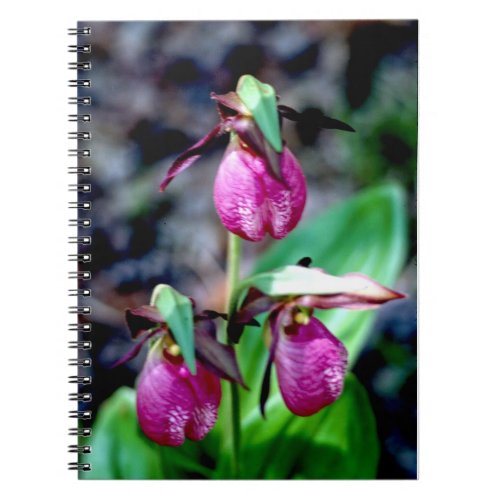 Lady Slipper I, Pink Green Garden Delight Notebook