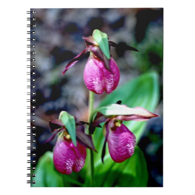 Lady Slipper I, Pink Green Garden Delight Notebook (Front)