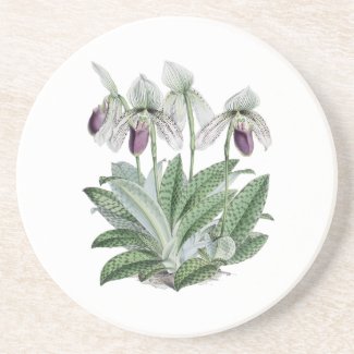 Lady Slipper Orchid Sandstone Drink Coaster