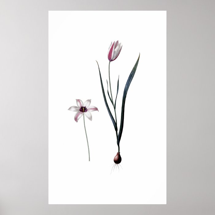 Lady Tulip PREMIUM BOTANICAL PRINT