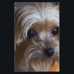 Lady Yorkshire Terrier<br><div class="desc">This is a cute little Yorkshire Terrier or Yorkie, a wonderful little friendly loving companion.</div>