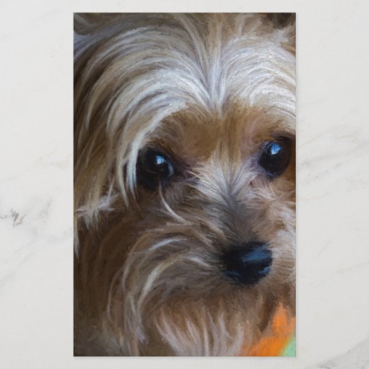 Lady Yorkshire Terrier (Front)