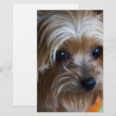 Lady Yorkshire Terrier (Front/Back)