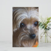 Lady Yorkshire Terrier (Standing Front)
