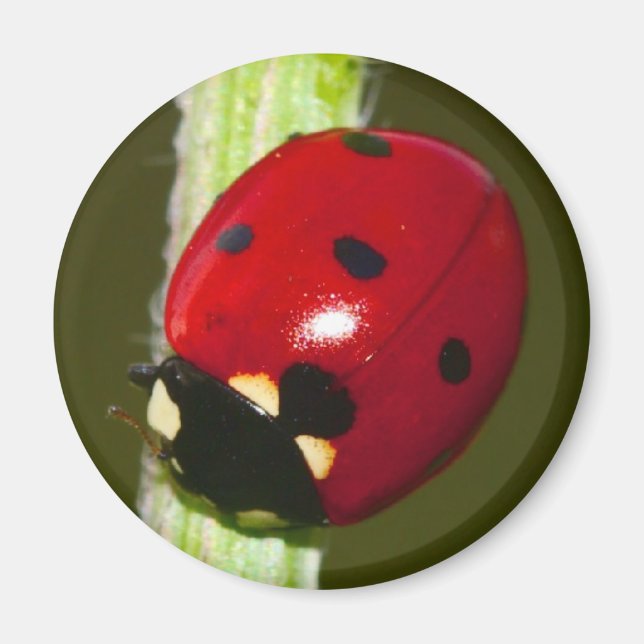 ladybeetle magnet (Front)