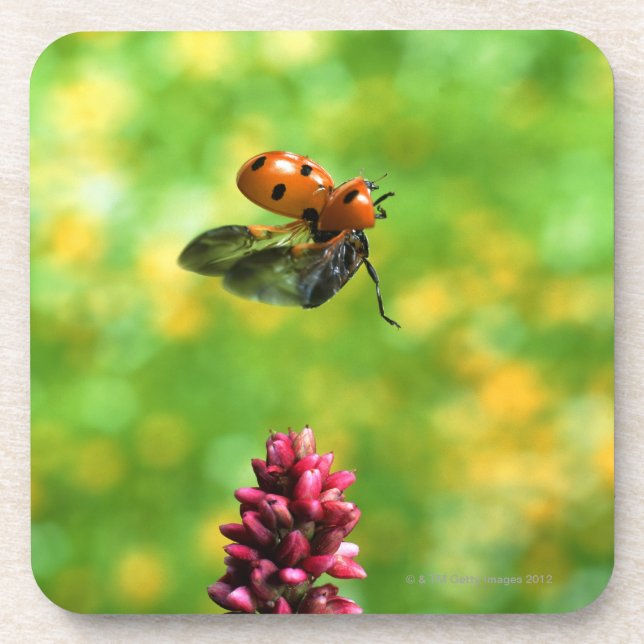 ladybird beverage coaster (Front)