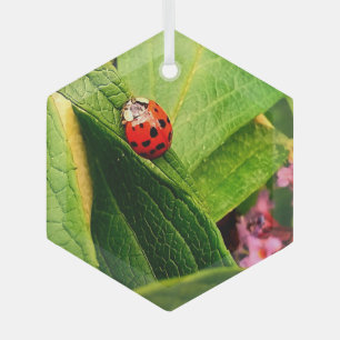 Ladybird Glass Ornament