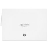 Ladybird on a sunflower (Back Horizontal)