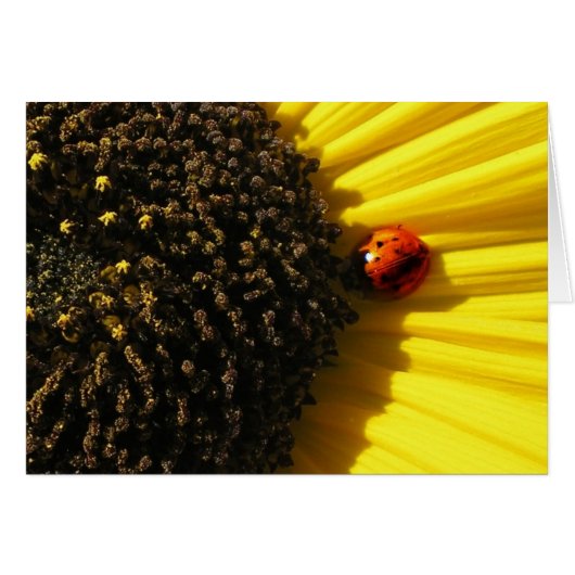 Ladybird on a sunflower (Front Horizontal)