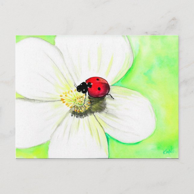 Ladybird on a White Flower Painting Postcard (Front)