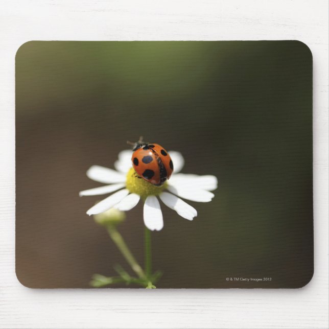Ladybird on Chamomile Flower Mouse Pad (Front)