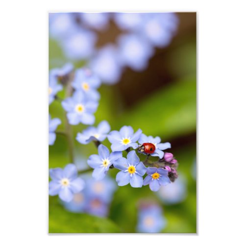 Ladybird on Forget_me_not Print 8x12