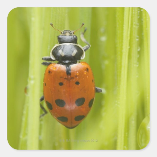Ladybird on grass, close-up square sticker (Front)