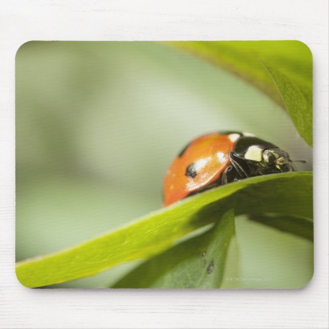 Ladybird on leaf,Ladybug on leaf Mouse Pad (Front)