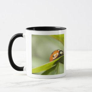 Ladybird on leaf,Ladybug on leaf Mug