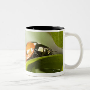 Ladybird on leaf,Ladybug on leaf Two-Tone Coffee Mug