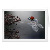 Ladybird on old hydrangea (Front Horizontal)