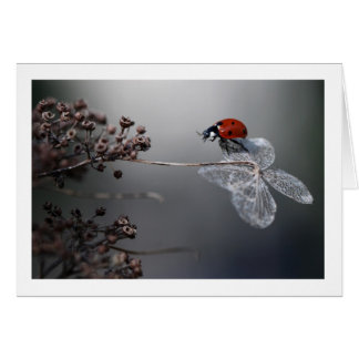 Ladybird on old hydrangea cards
