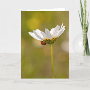 Ladybird on Oxeye Daisy - Greeting Card