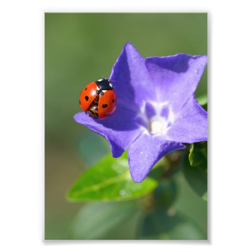 Ladybird on Periwinkle Photo Print 5x7 inch