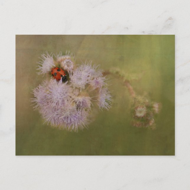 Ladybird on Purple Dandelion Postcard (Front)