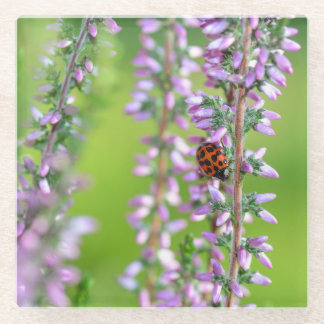 Ladybird on purple flower - glass coaster