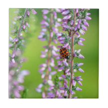 Ladybird on purple flowers