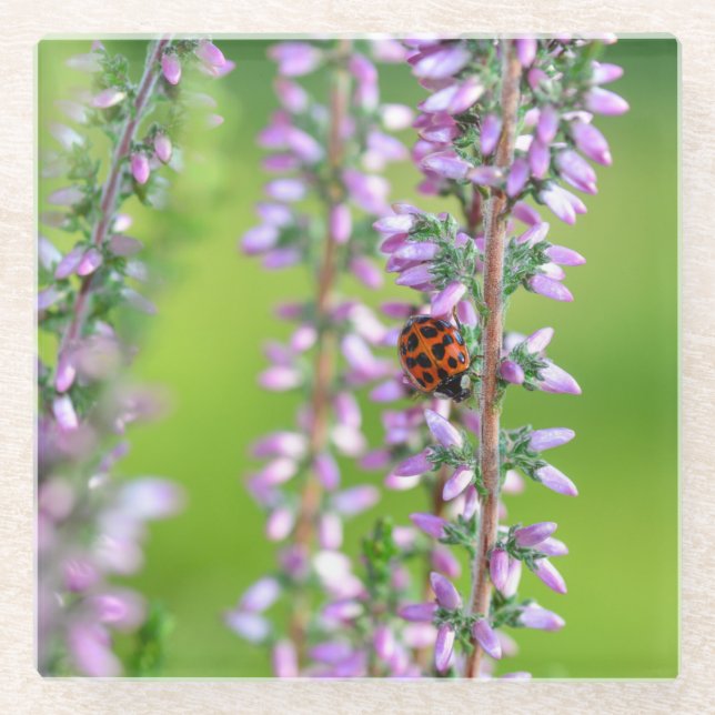 Ladybird on purple flowers   glass coaster (Front)
