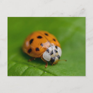 Ladybird  postcard