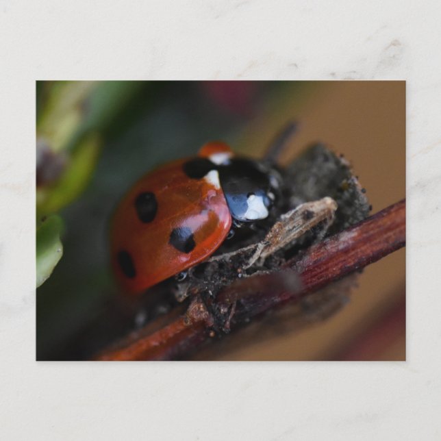 Ladybird  postcard (Front)