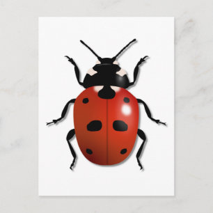 Ladybird Postcard