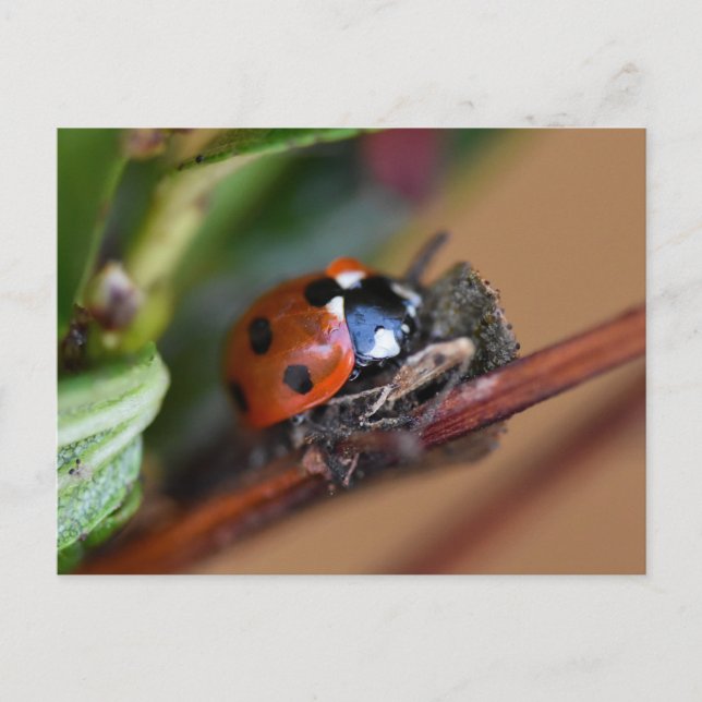 Ladybird  postcard (Front)