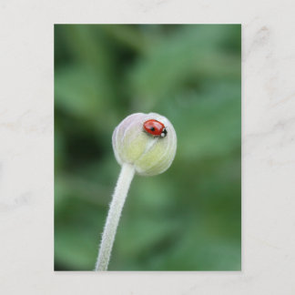 Ladybird Postcard