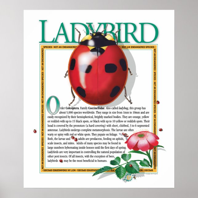 Ladybird Poster (Front)
