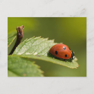 Ladybird Seven-spot Postcard