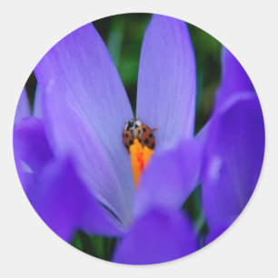 Ladybird Sticker
