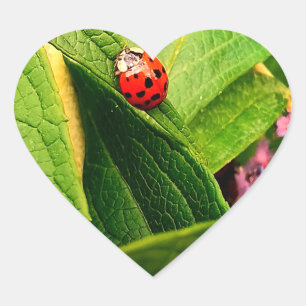 Ladybird Sticker