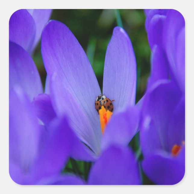 Ladybird Sticker (Front)