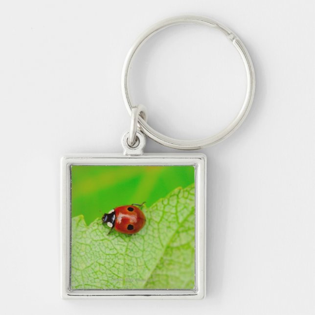 Ladybird walking across a leaf keychain (Front)