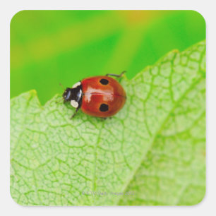 Ladybird walking across a leaf square sticker