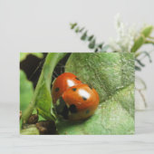 Ladybirds (Standing Front)