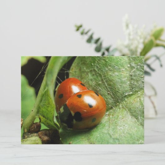 Ladybirds (Standing Front)