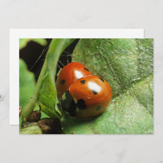 Ladybirds (Front/Back)
